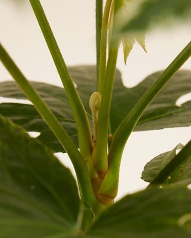 Fatsia Vingerplant Japonica 'Spiderweb'