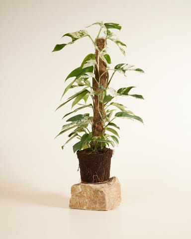 Epipremnum Scindapsus Pinnatum Marble Variegata