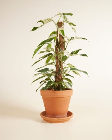 Epipremnum Scindapsus Pinnatum Marble Variegata