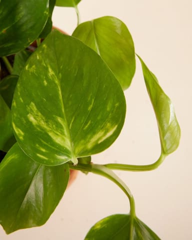 Epipremnum Aureum