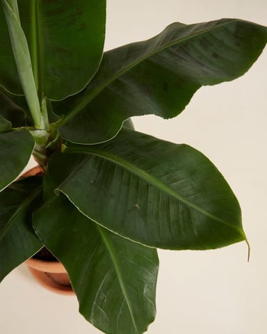 Musa Tropicana