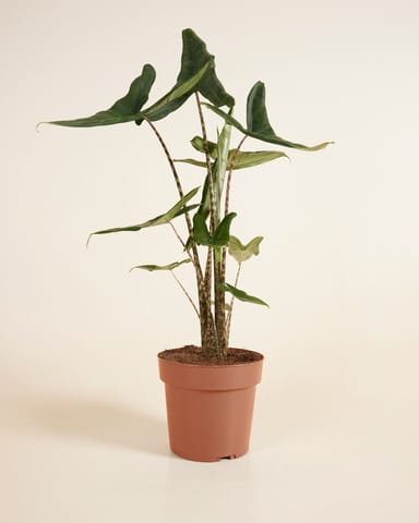 Alocasia Elephant Ears Tigrini
