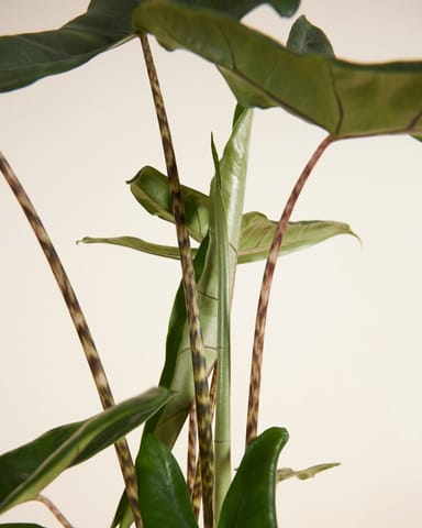 Alocasia Elephant Ears Tigrini
