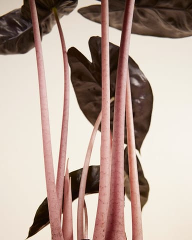 Alocasia Elephant Ears Pink Dragon 