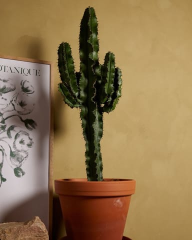 Euphorbia Acruensis