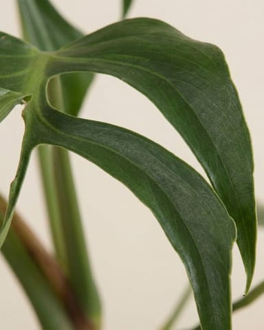 Monstera Burle Marx Flame
