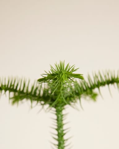 Araucaria Norfolk Island Pine Heterophylla