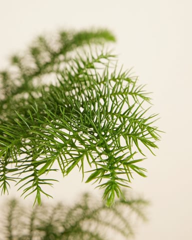 Araucaria Norfolk Island Pine Heterophylla