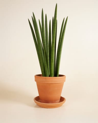 Sansevieria Afrikanischer Speer Cylindrica ‘Straight’
