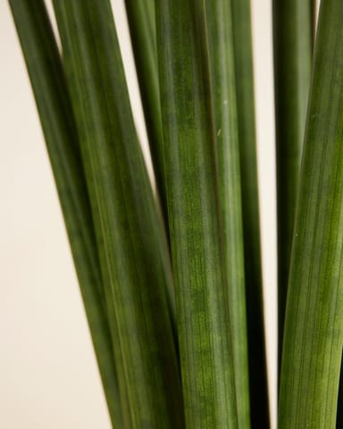 Sansevieria Afrikanischer Speer Cylindrica ‘Straight’