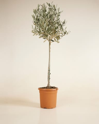 Olea Europaea