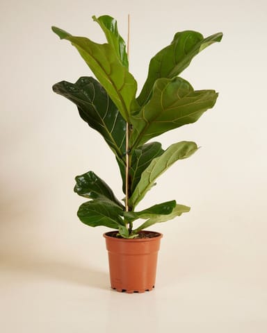 Ficus Fiddle Leaf Fig Lyrata