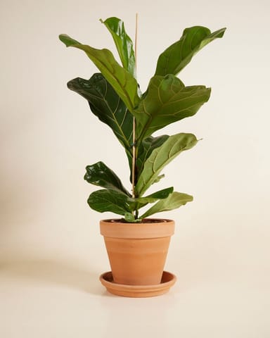 Ficus Fiddle Leaf Fig Lyrata