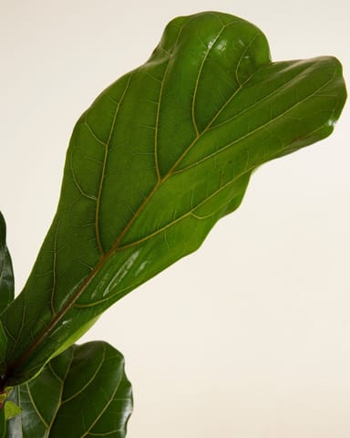 Ficus Fiddle Leaf Fig Lyrata