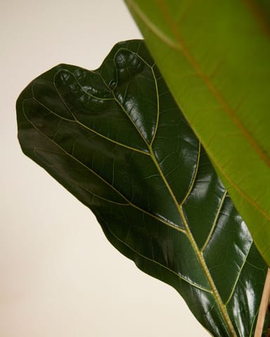Ficus Fiddle Leaf Fig Lyrata