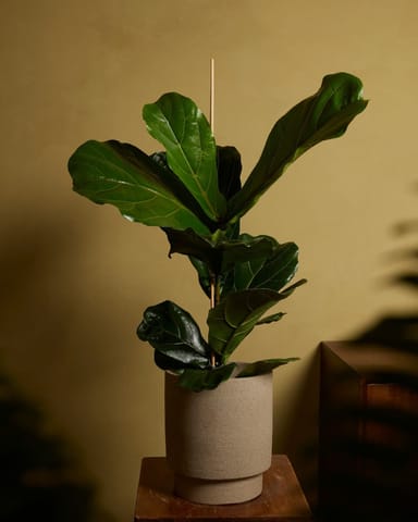 Ficus Fiddle Leaf Fig Lyrata