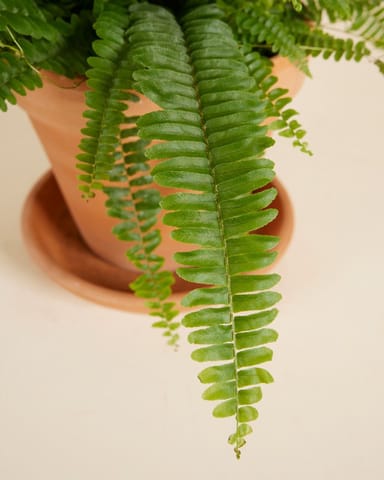 Nephrolepis Schwertfarn Exaltata Green Lady
