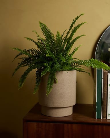 Nephrolepis Schwertfarn Exaltata Green Lady