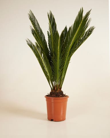 Cycas Palmier de la paix Revoluta