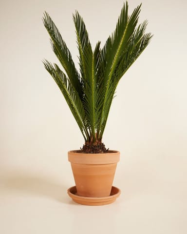 Cycas Palmier de la paix Revoluta