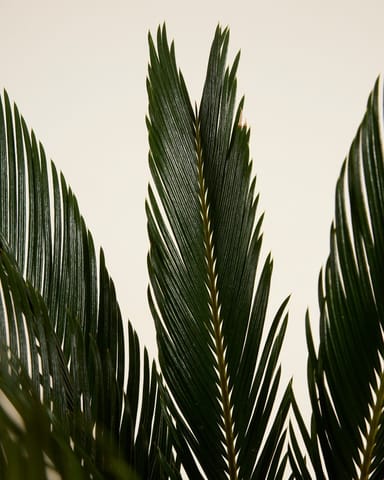 Cycas Palmier de la paix Revoluta