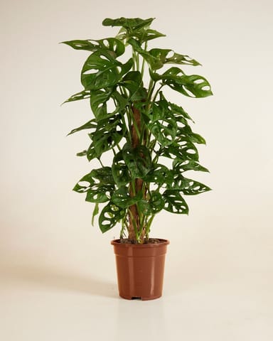 Monstera Gatenplant Adansonii