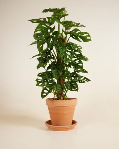 Monstera Gatenplant Adansonii