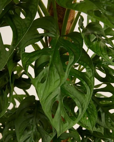 Monstera Gatenplant Adansonii