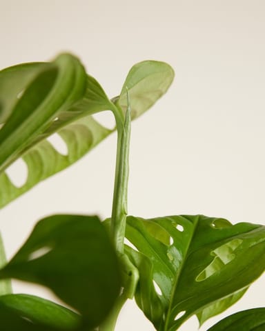 Monstera Gatenplant Adansonii