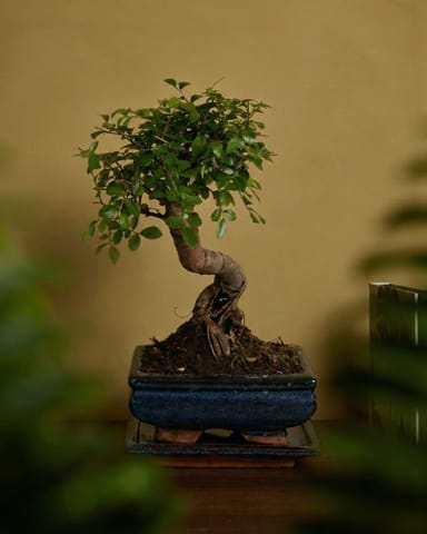 Zelkova Parvifolia