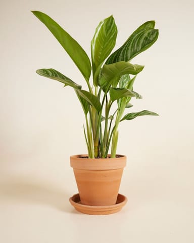 Aglaonema Chinese Evergreen Stripes