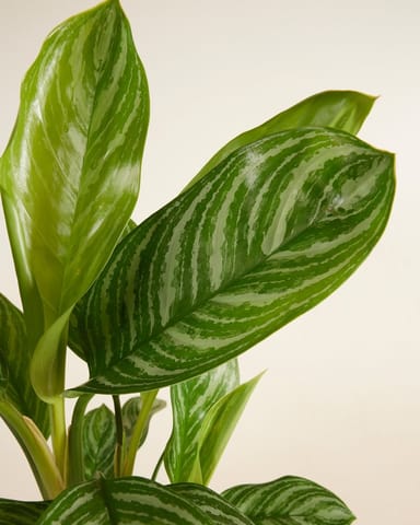 Aglaonema Chinese Evergreen Stripes