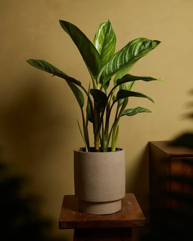 Aglaonema Chinese Evergreen Stripes