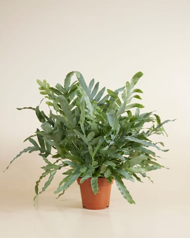 Phlebodium Felce Stella Blu Aureum Blue Star