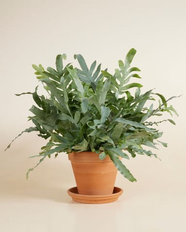 Phlebodium Felce Stella Blu Aureum Blue Star