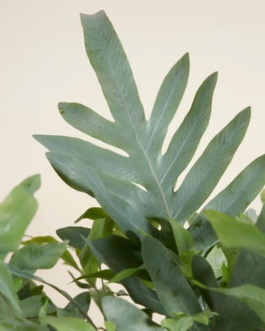 Phlebodium Felce Stella Blu Aureum Blue Star