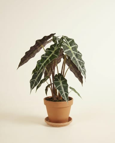 Alocasia Pfeilblätter Polly