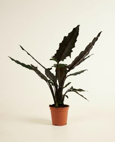 Alocasia Olifantsoor Lauterbachiana