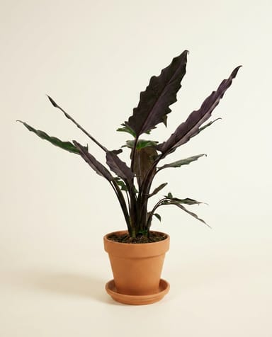Alocasia Olifantsoor Lauterbachiana