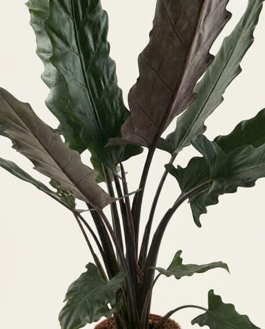 Alocasia Olifantsoor Lauterbachiana