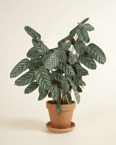 Calathea Pauwenplant Compactstar