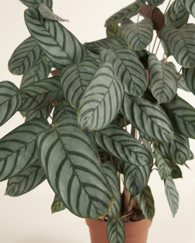 Calathea Pauwenplant Compactstar
