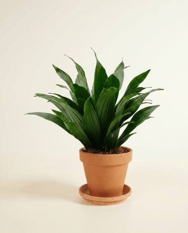 Dracaena Árbol del dragón Compacta