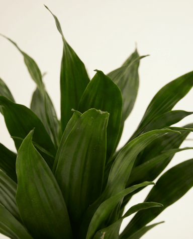Dracaena Árbol del dragón Compacta