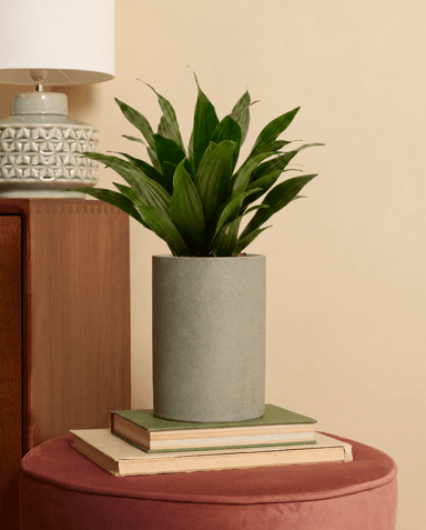 Dracaena Árbol del dragón Compacta