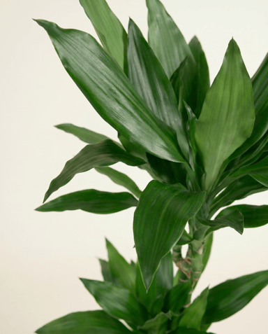 Dracaena Dragon tree Janet Lind