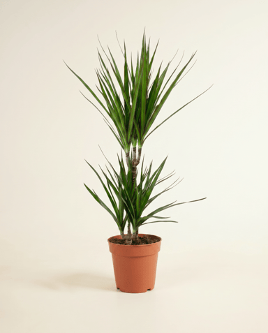 Dracaena Drakenbloedboom Marginata
