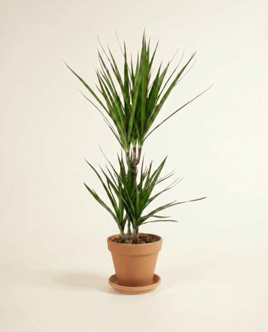 Dracaena Drakenbloedboom Marginata