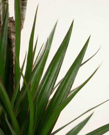 Dracaena Drakenbloedboom Marginata
