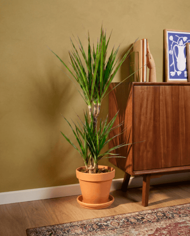 Dracaena Drakenbloedboom Marginata